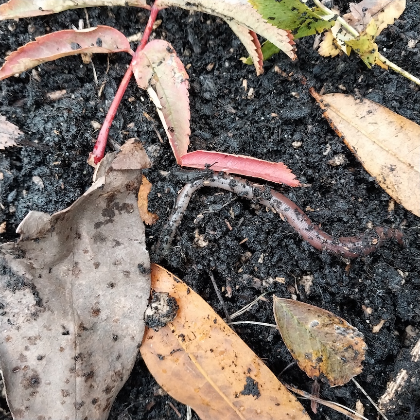 earthworm pic courtesy of Barbara Lloyd McMichael