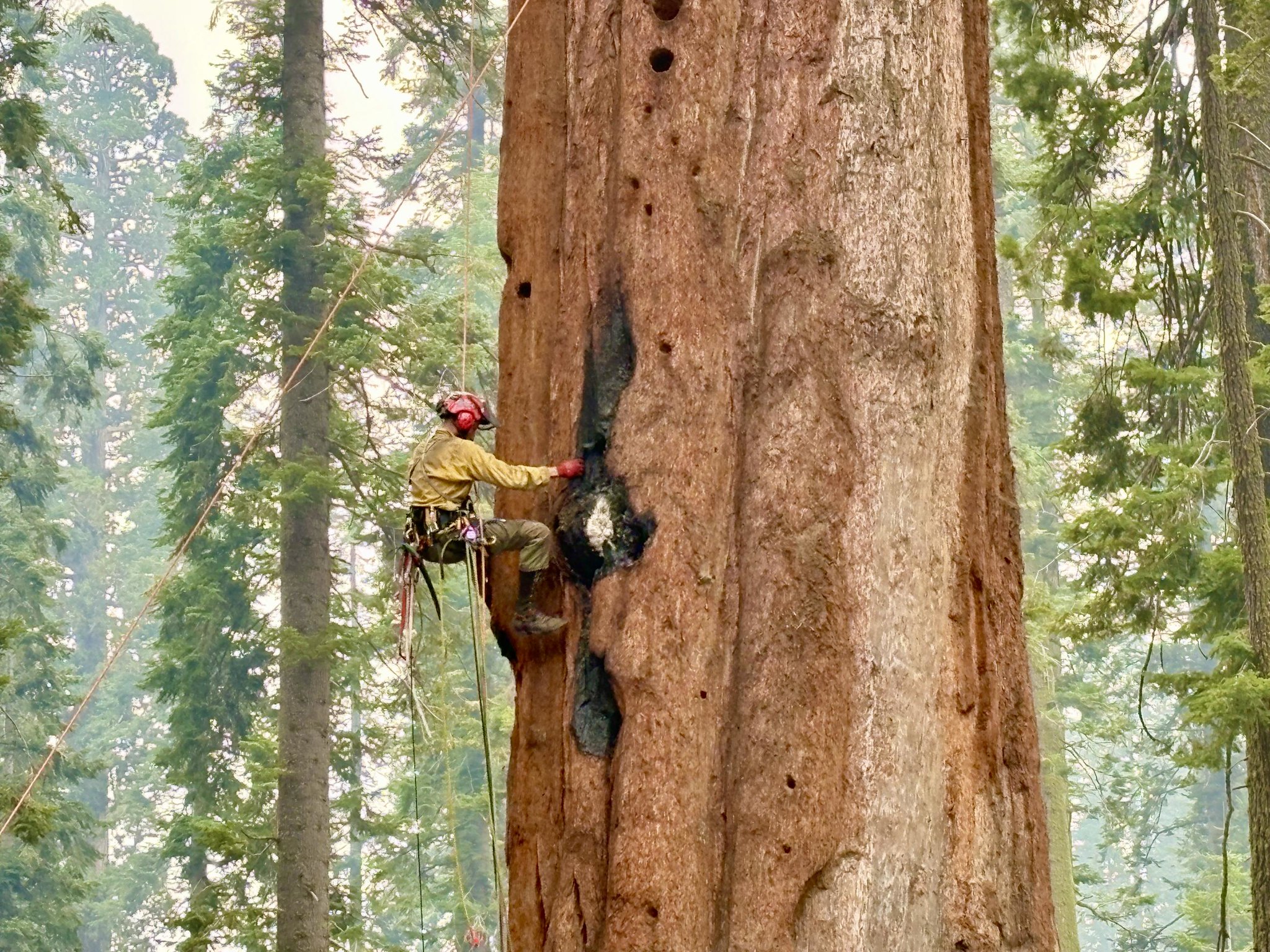 Hot spot on a giant sequoia